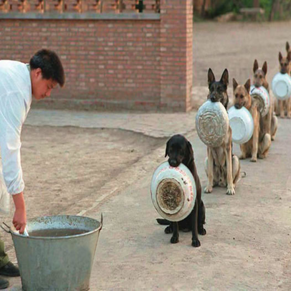 The line of abandoned dogs gathering at the shelter waiting for a full meal created a scene that touched millions of people.dvhth