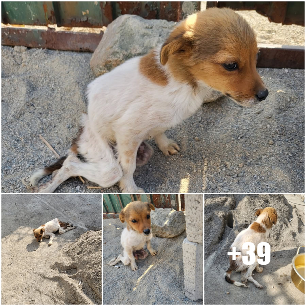 The lost dog, with gentle, Bambi-like innocence, captures hearts with his fragile charm as he is saved just in time-pvth