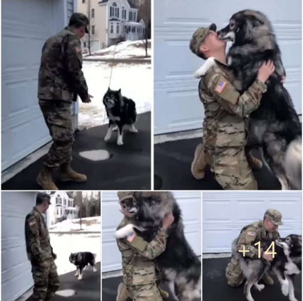 The wolfdog barks at an unfamiliar soldier, but as soon as it catches a familiar scent, their profound and unbreakable bond becomes clear -ltbl