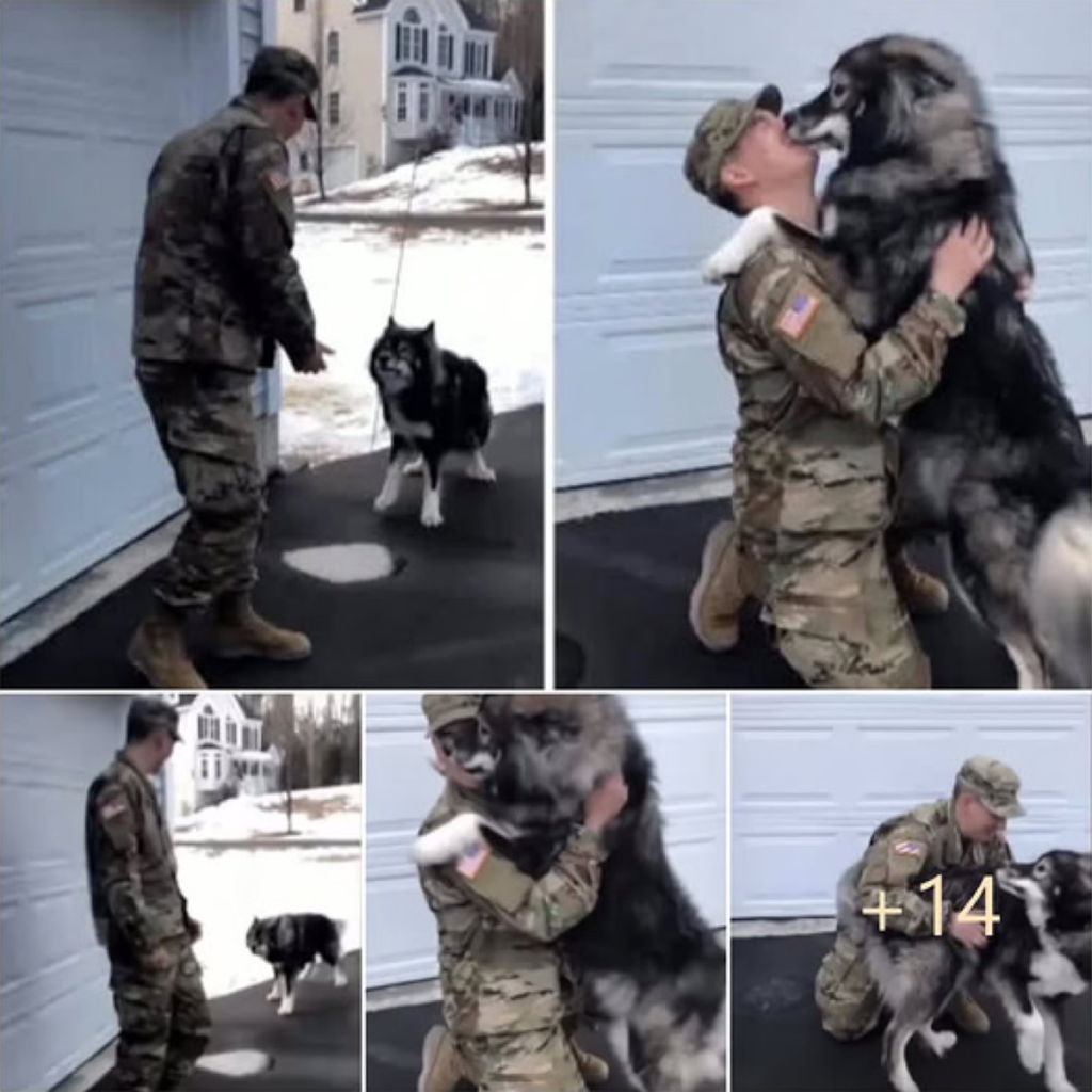 The wolfdog growls at the approaching soldier, but the moment it recognizes a familiar scent, its eyes light up, revealing their deep and unbreakable bond-ltbl