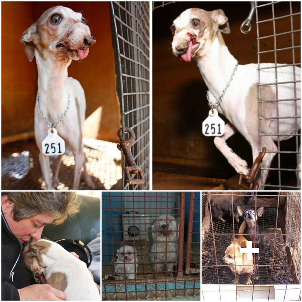 The woman wrote a heartfelt letter to the puppy breeder, passionately pleading for the chance to adopt them-pvth