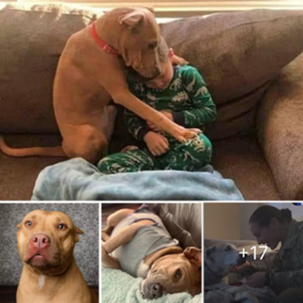 Their first night in a warm and loving forever home after leaving the shelter—a heartwarming adoption moment full of joy and love . -dtht