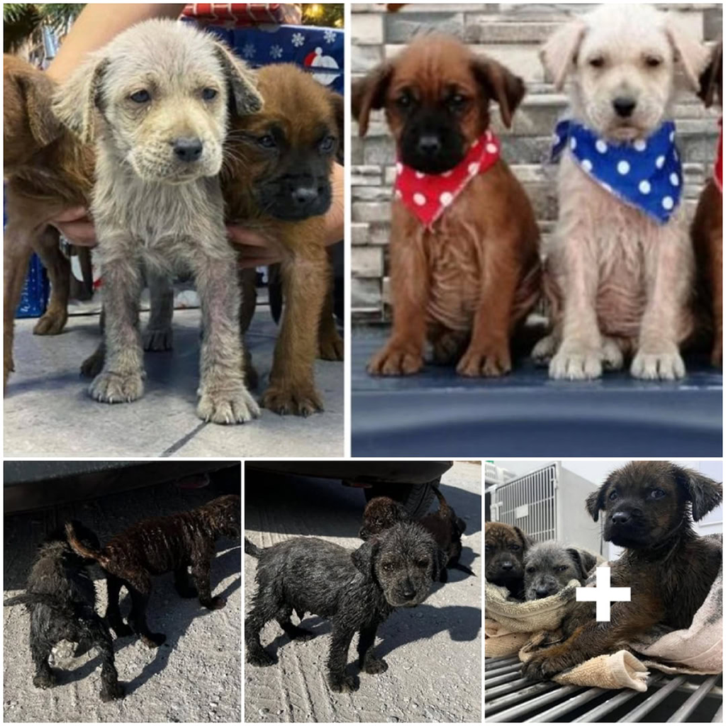 Three helpless puppies, once drenched in oil and despair, are now thriving with joy after a miraculous rescue and transformation-pvth