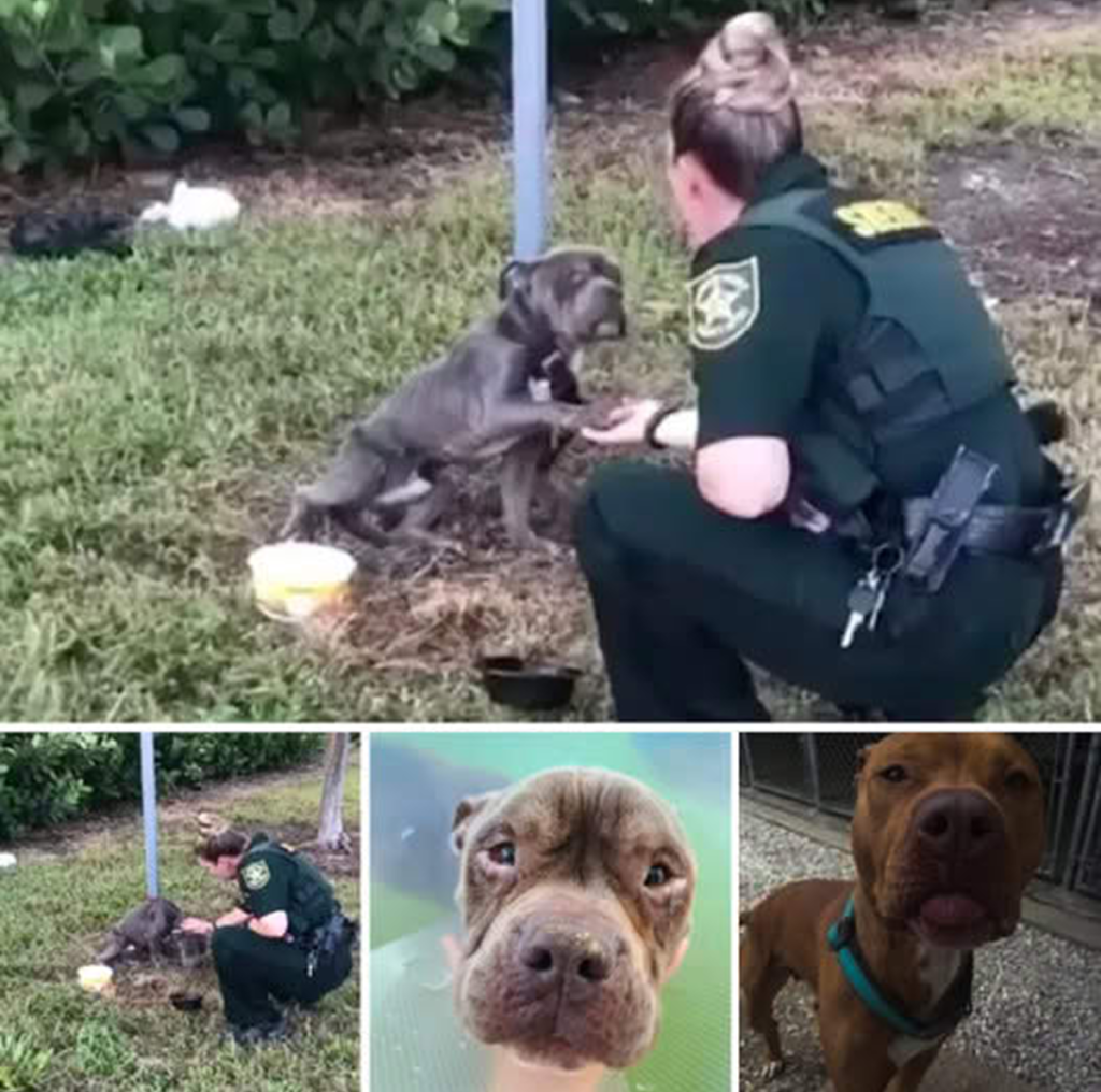 Tied to a pole, a shivering dog reaches out its paw to the approaching police officer, longing for the rescue it has been desperately waiting for.dvh
