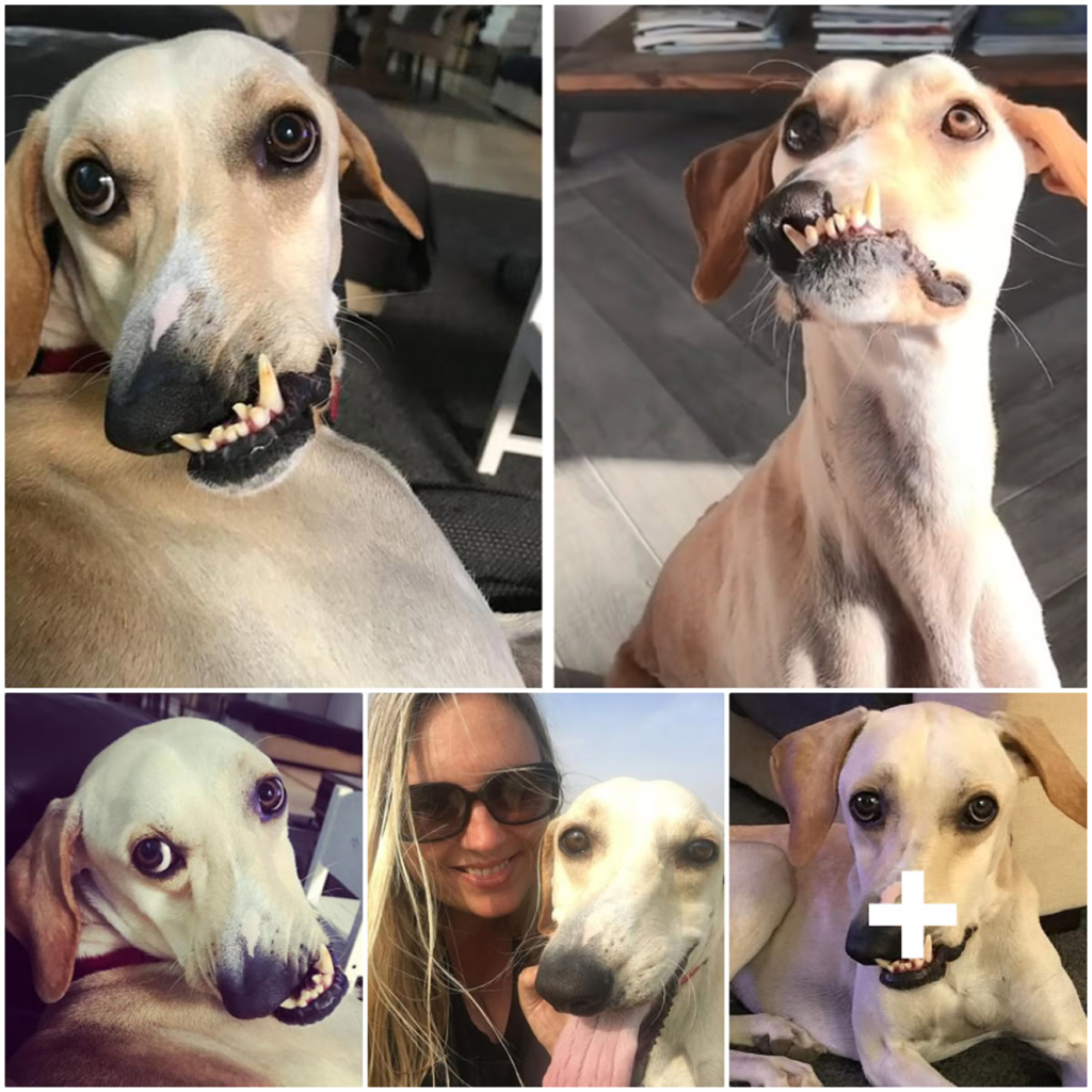 Tired of her dog being called 'ugly,' she revealed his inner beauty, touching hearts and creating a viral sensation-pvth