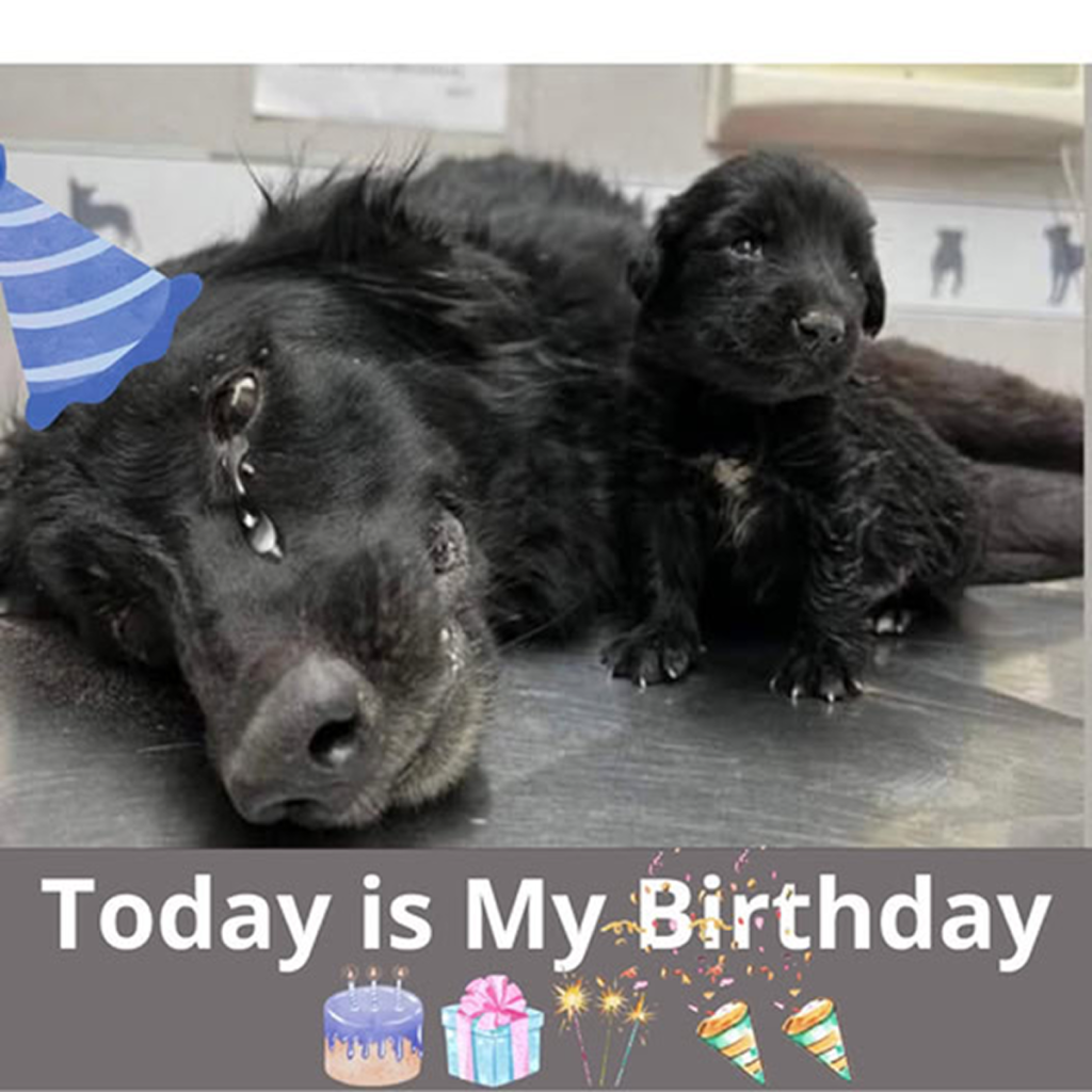Today feels extra special because my baby and I have found safety and care at a shelter. I’m staying hopeful that a loving family will welcome us into their home soon! -dtht