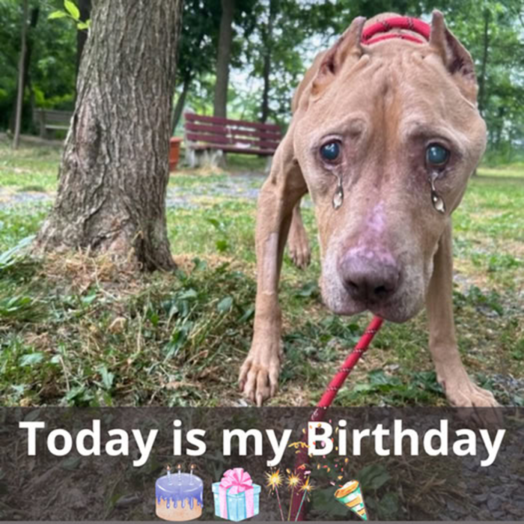 Today is my Birthday! I’m now in my new owner’s garden, having just been adopted. Feeling so happy and hopeful for a future filled with love and car ‎. -dtht