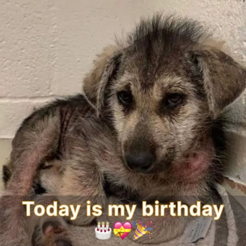 Today is my birthday, but I haven’t received any wishes yet. I might start crying. -dtht