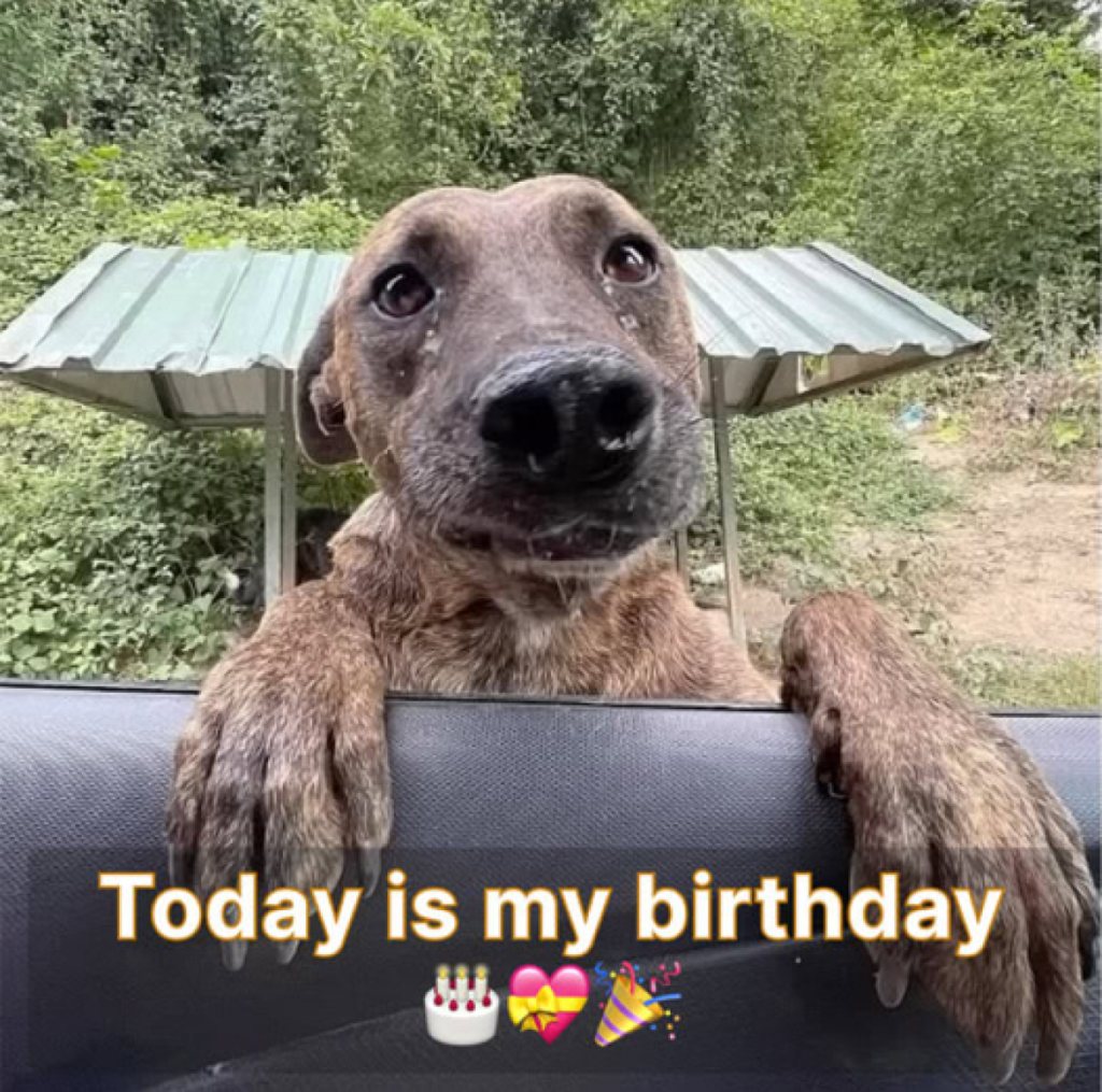 Today is my birthday, but I’m feeling quite sad as no one has remembered to wish me a happy birthday. 🎂😔 -ltbl