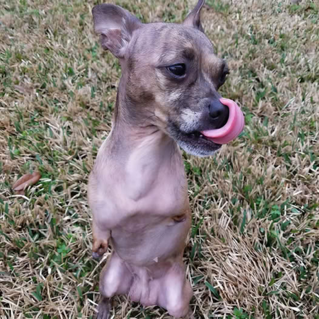 Today is my birthday, but just because I have two legs, everyone forgets. Wishing myself a happy birthday! -ltbl