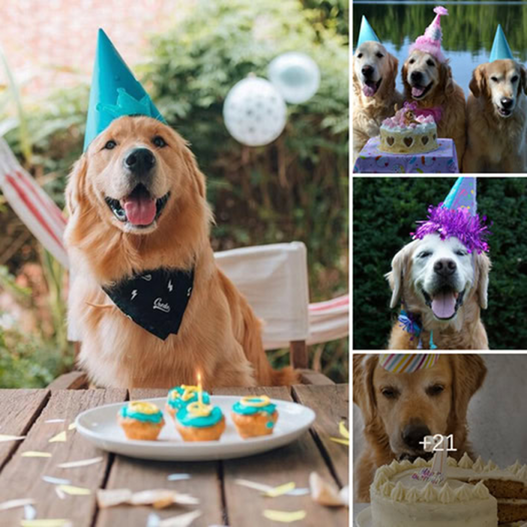 Today is our birthday, but we feel very sad because we still haven't received any birthday wishes.dvh