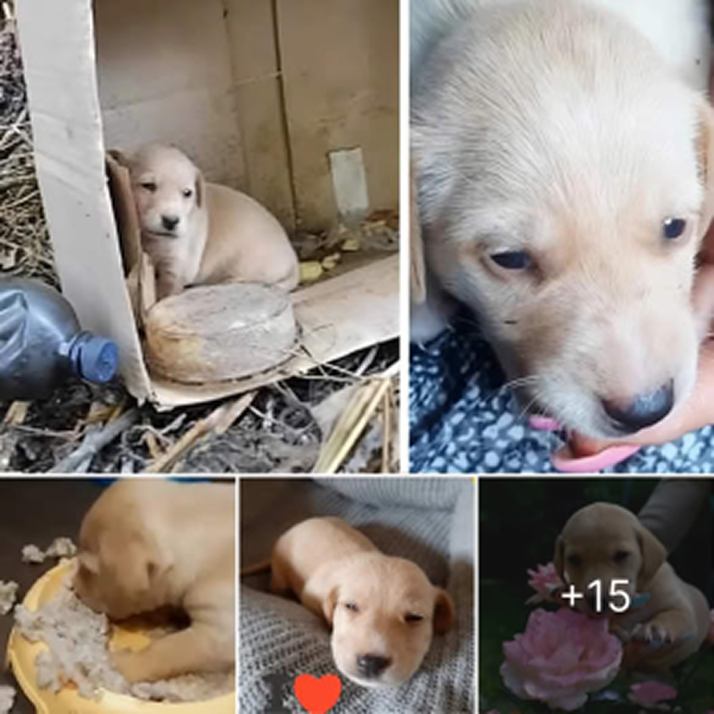 Too young to cry, a tiny puppy was left alone and desperately looked for her mother's milk and warmth. -dtht