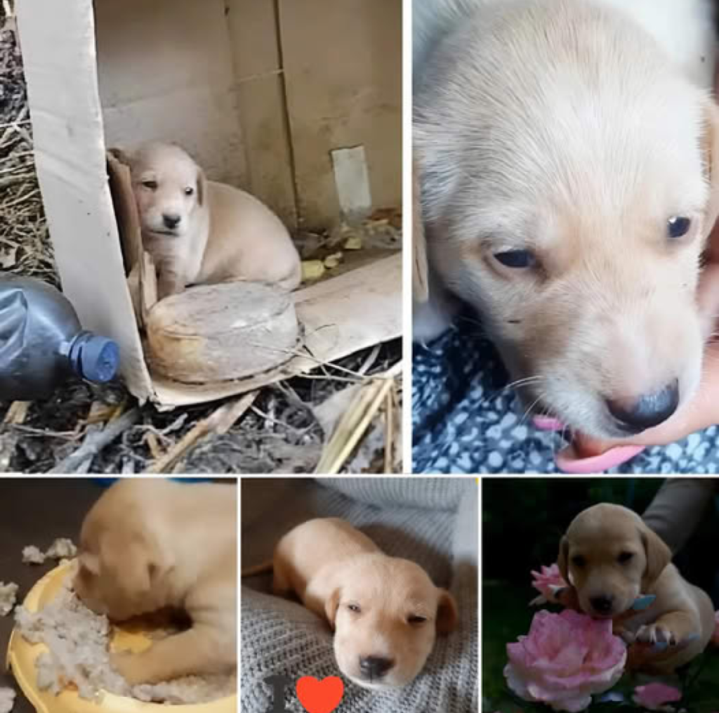 Too young to shed tears, a tiny puppy was abandoned and desperately searched for her mother’s milk and warmth -ltbl