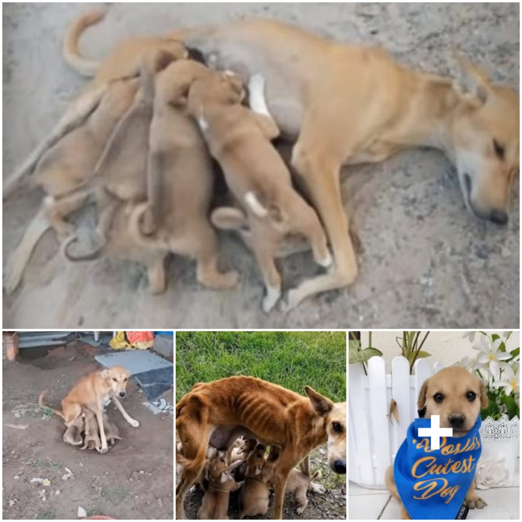 Weak and exhausted, a mother dog desperately seeks help as she struggles to feed her six puppies-pvth