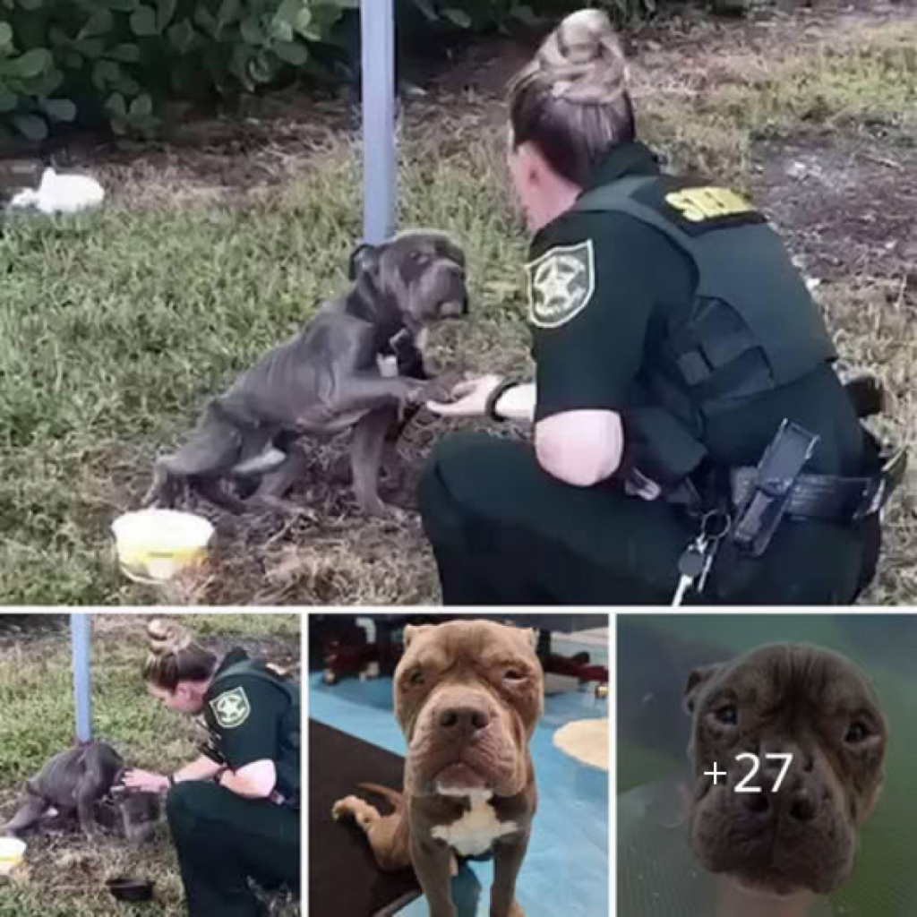 What a touching scene! An abandoned dog, tied to a post in a lonely field, cried desperately for help. Rescued by police, it bowed its head in gratitude, touching everyone’s heart.dvh