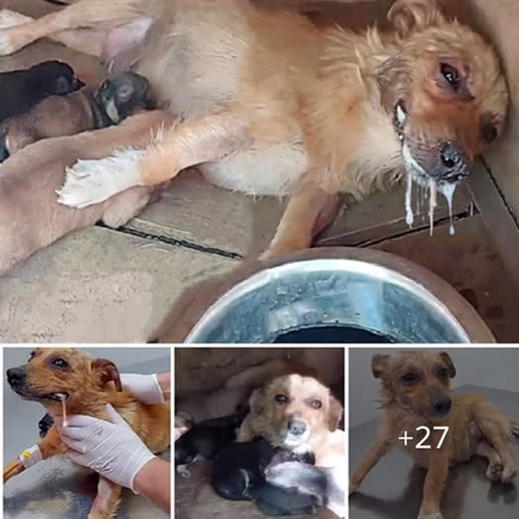 What an astonishing display of a mother’s love! Despite being poisoned, a mother dog gathers her last ounce of strength to lift her head, silently begging for help to save her precious puppies-pvth