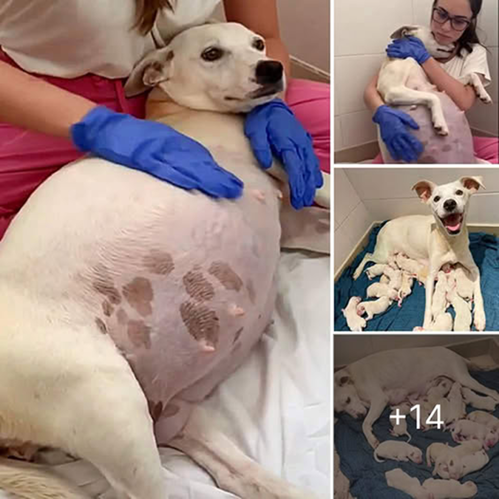 What an unforgettable moment! A pregnant dog, brought to the shelter just in time, gave birth to 14 adorable puppies on her birthday, symbolizing a heartwarming fresh start full of love and hope . -dtht