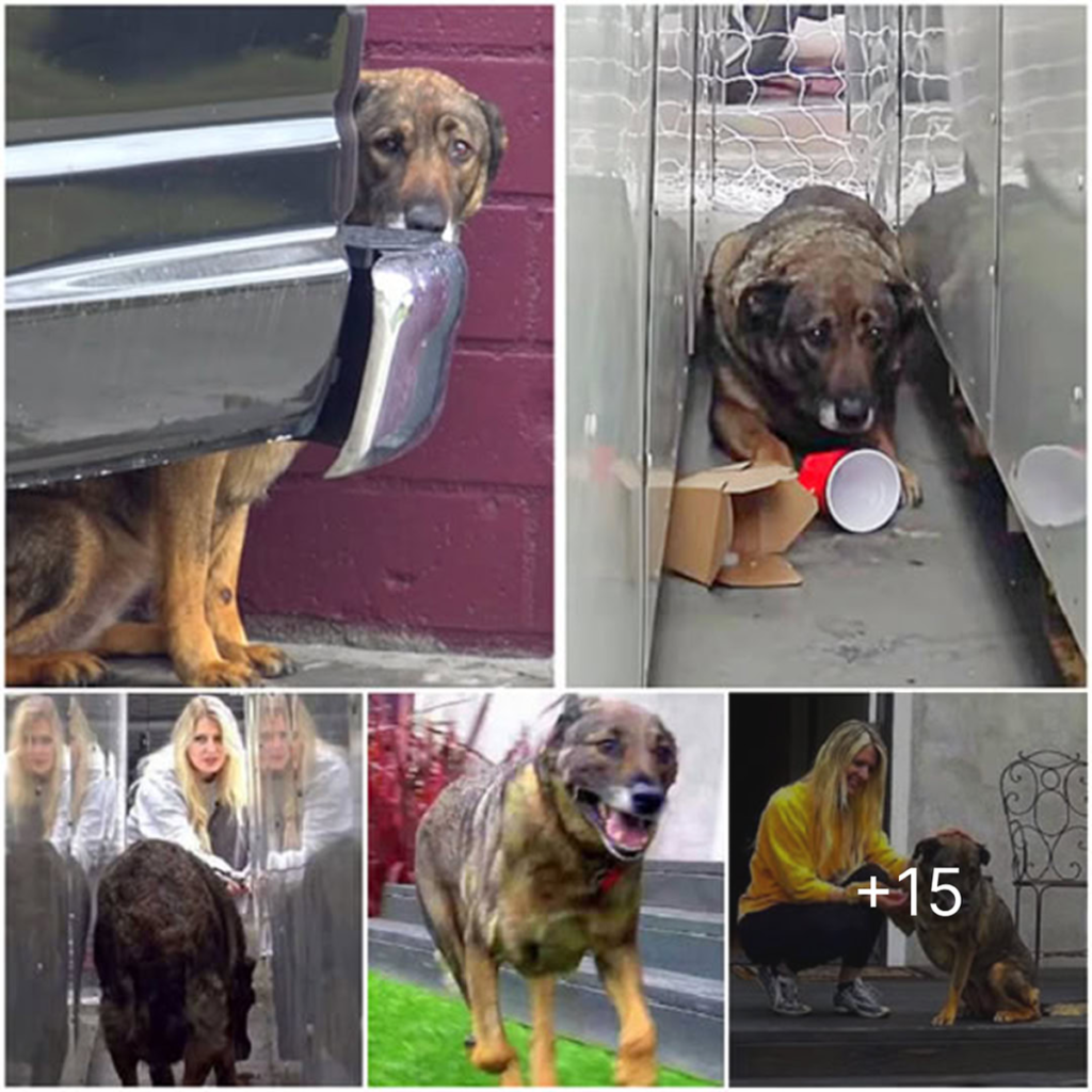 Whenever someone approaches, the terrified and mistreated stray dog trembles and sheds tears, bearing the painful scars of its past-pvth