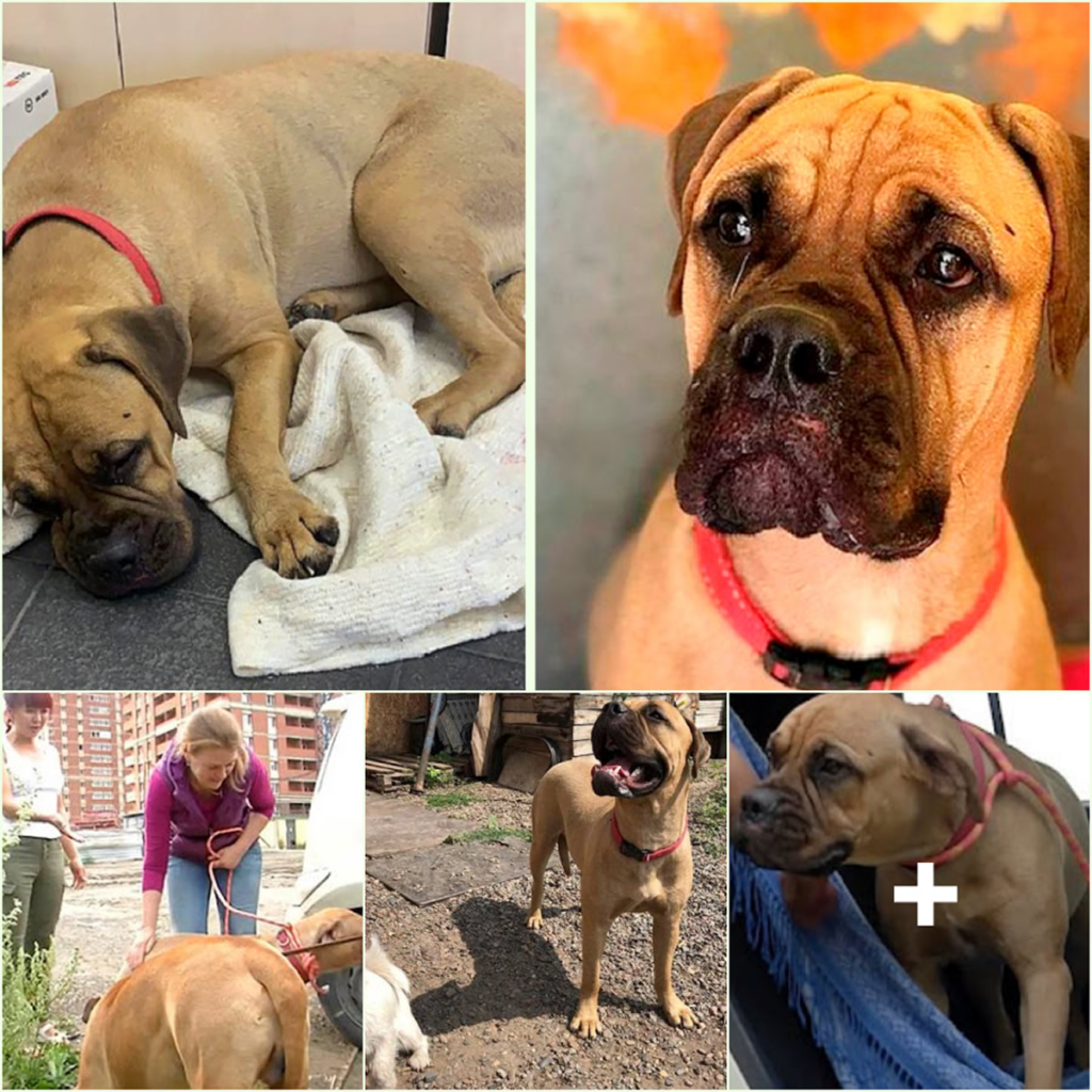 With Tears in Her Eyes, a Heartbroken Dog Journeys 125 Miles to Find the Owner Who Left Her Behind-pvth