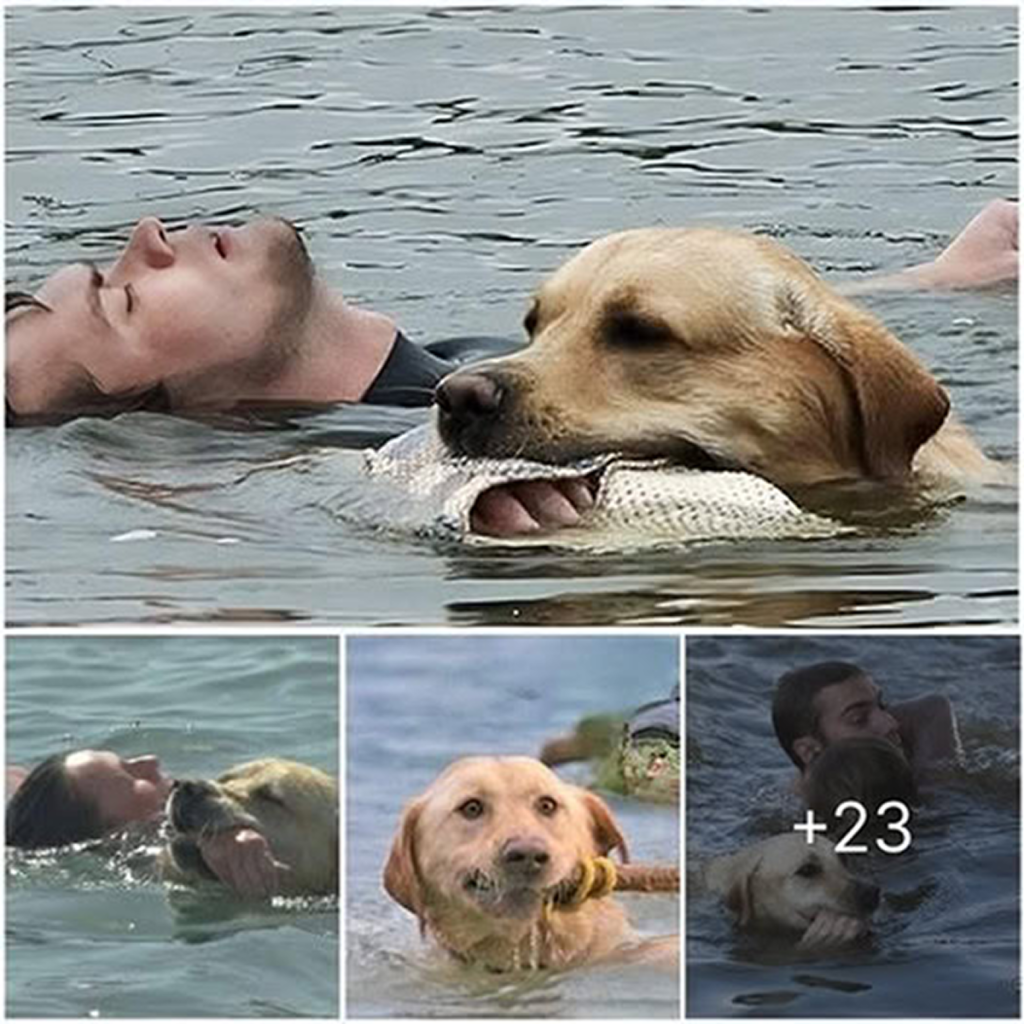 Without hesitation, a brave dog jumped into the raging river, saved its owner's life, and became a local hero.dvh
