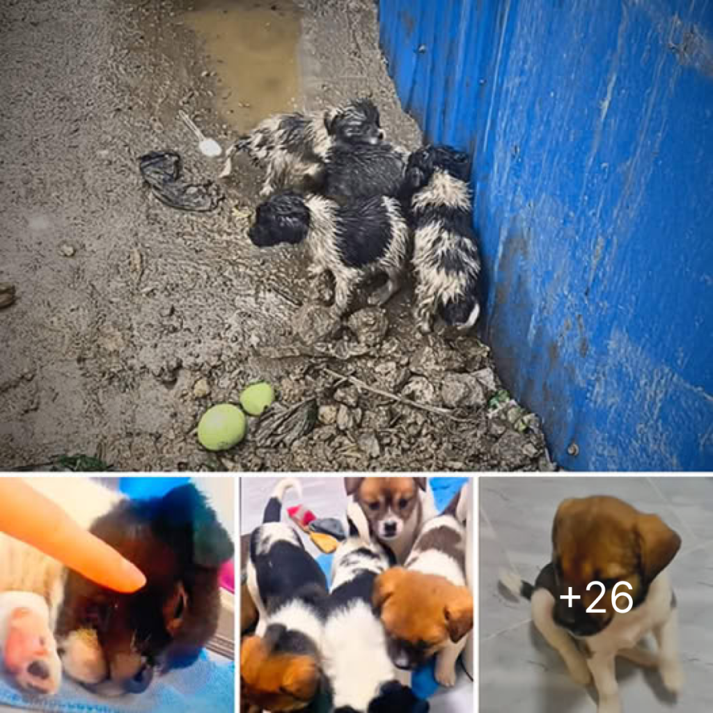 Without their mother’s care, the trembling puppies huddle beside a garbage bin, their eyes filled with longing for a home.dvh