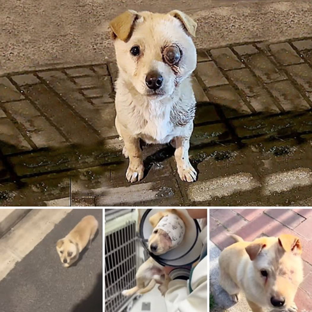 A seriously injured dog was following me, its eyes bulging, begging for help! How could I ignore it?dvh