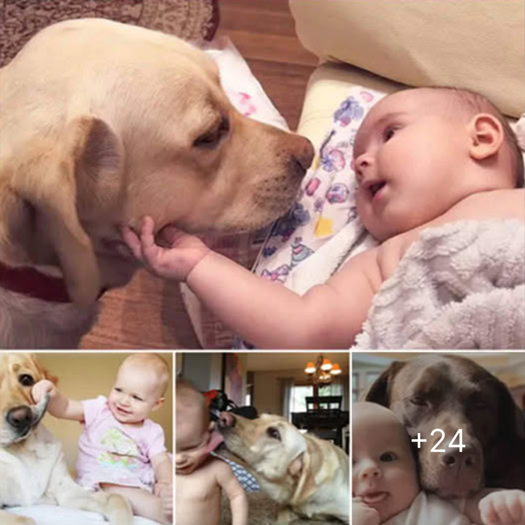 A wandering stray dog drifts aimlessly through the streets until it meets the eyes of a kind-hearted police officer, its look quietly begging for love and a forever home.dvh
