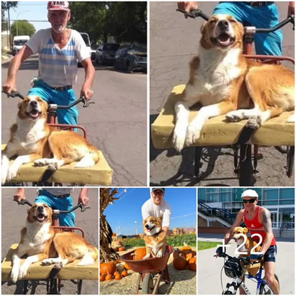 A senior man, aged 75, adopts a rescue dog, and their inseparable friendship brings happiness as they take peaceful rides together on an old bicycle. -dvh