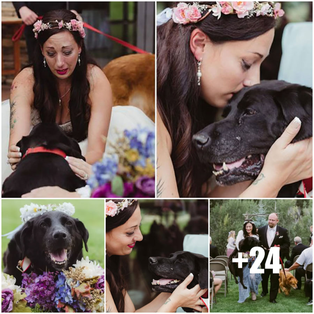 A 15-year-old dying dog defies the odds to witness his beloved human’s wedding day, a final, heartwarming moment of loyalty and love-pvth
