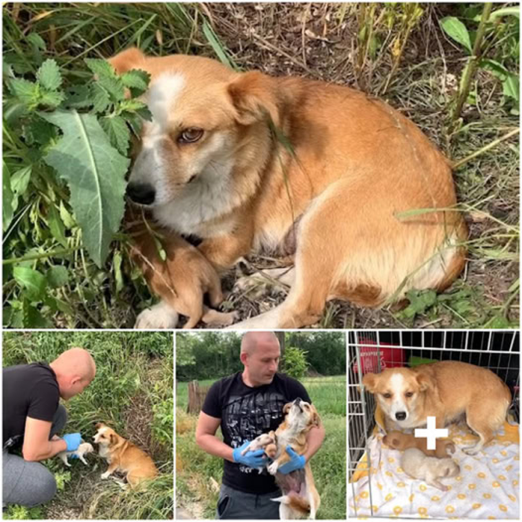 A Devoted Mother Dog Waits by the Roadside, Hoping Against All Odds to See Her Family Again. -dtht