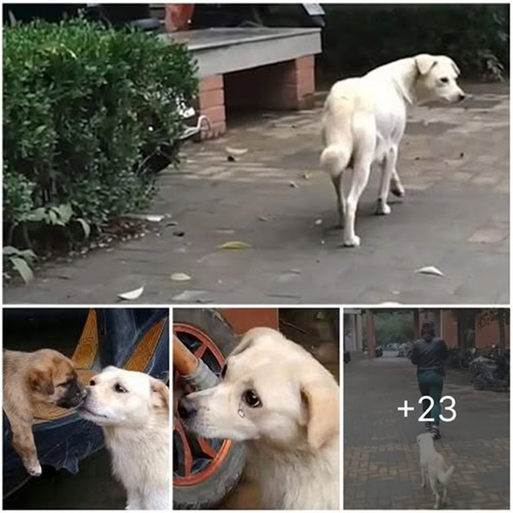 A Mother's Love Endures—A Dog Tenderly Nuzzles Her Puppy in an Emotional Reunion That Has Melted Millions of Hearts-pvth