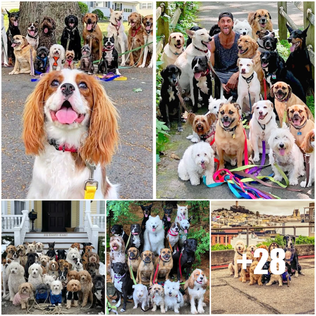 A New York dog walker delights the internet by snapping heart-melting group photos of his furry clients every single day-pvth