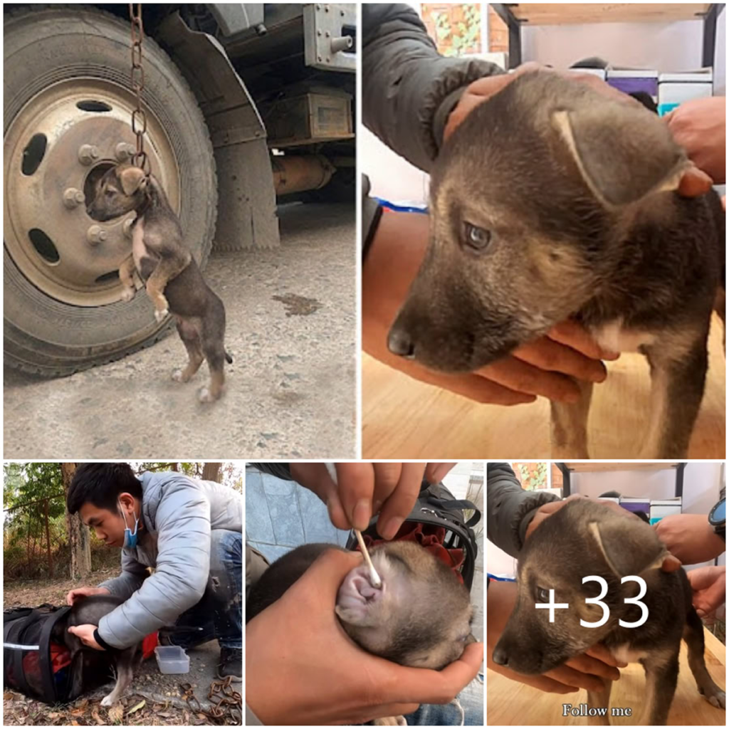 A Pitbull’s journey from being abandoned in a lonely parking lot to an unexpected reunion with the owner who once left him behind-pvth