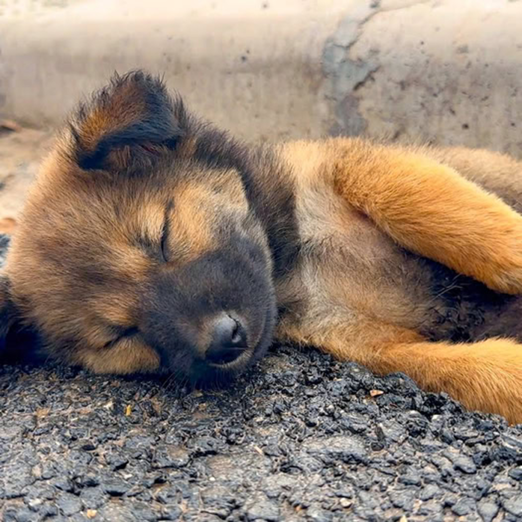A Puppy Finds Peace in a Forever Loving Home. -dtht