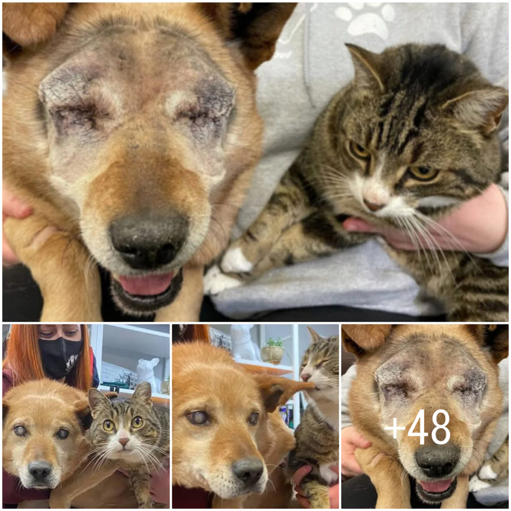 A blind pup and his loyal feline guide find a forever home together, showing the world that true friendship and love transcend all limits-pvth