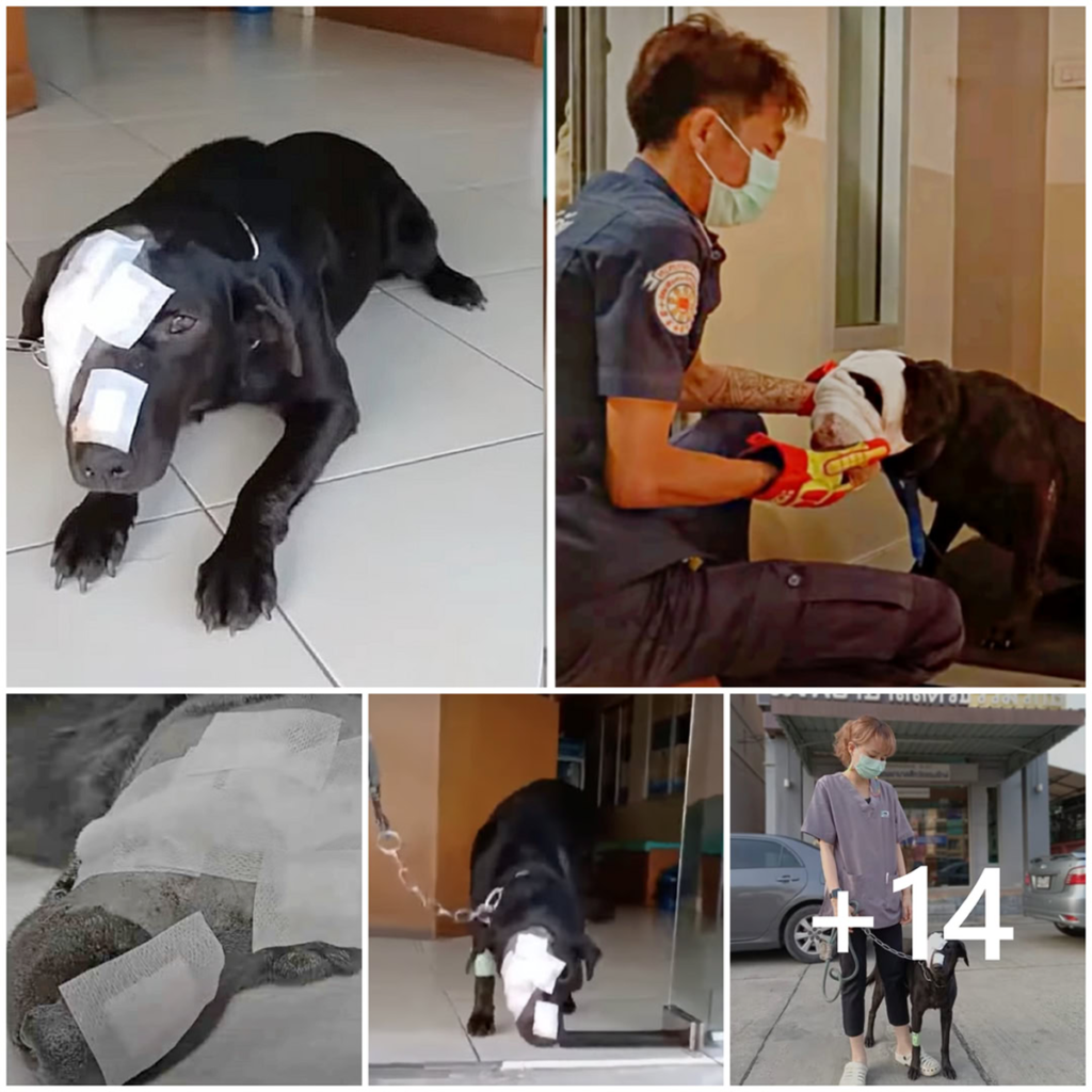 A brave dog, scarred by past abuse, slowly ventures back into the world—each step a testament to resilience and hope-pvth