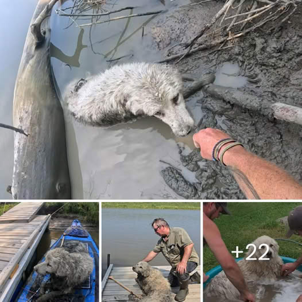 A canoeist hears a faint cry from the shore and then discovers a helpless creature trapped in the mud.dvh
