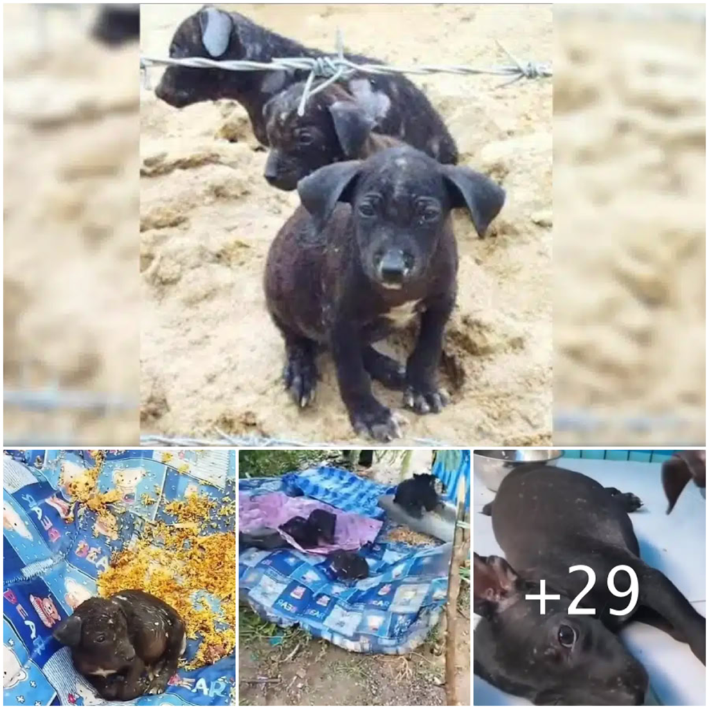 A compassionate farmer stumbles upon abandoned puppies curled up on a tattered blanket and immediately reaches out for help-pvth