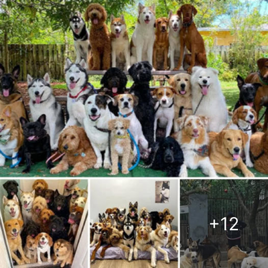 A compassionate man rescues 350 stray dogs, offering them warmth, healing, and a forever home filled with love and hope-pvth