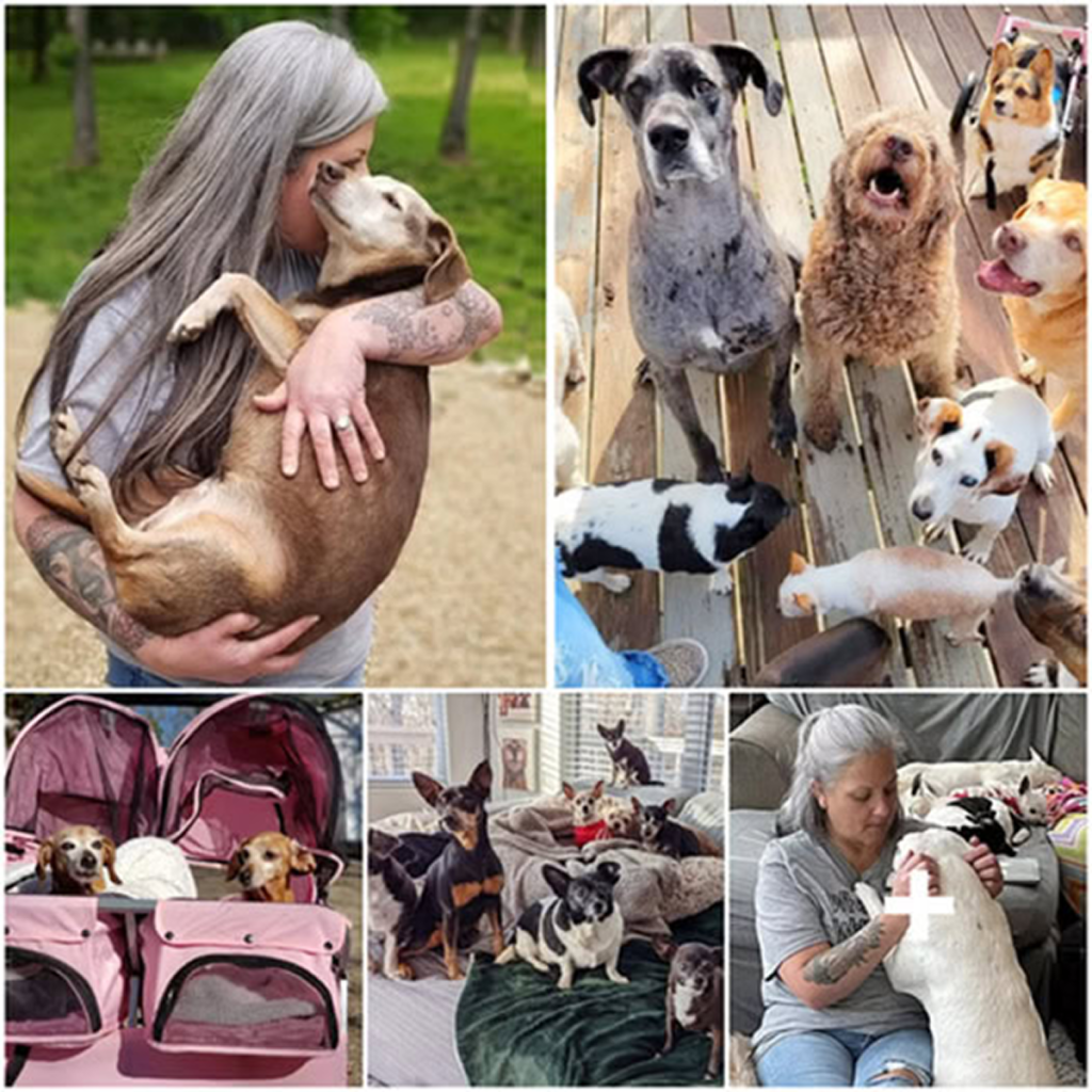 A compassionate woman turned her home into a hospice for elderly dogs, offering care to those who were abandoned or left without owners.dvh
