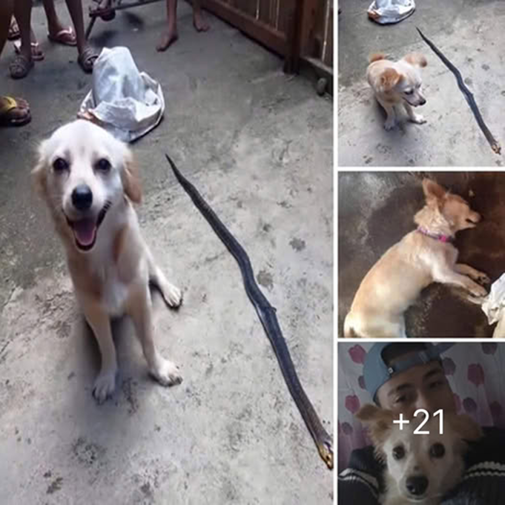 A courageous dog confronts a deadly snake to protect its owner, then gives a gentle smile before saying goodbye. -dtht