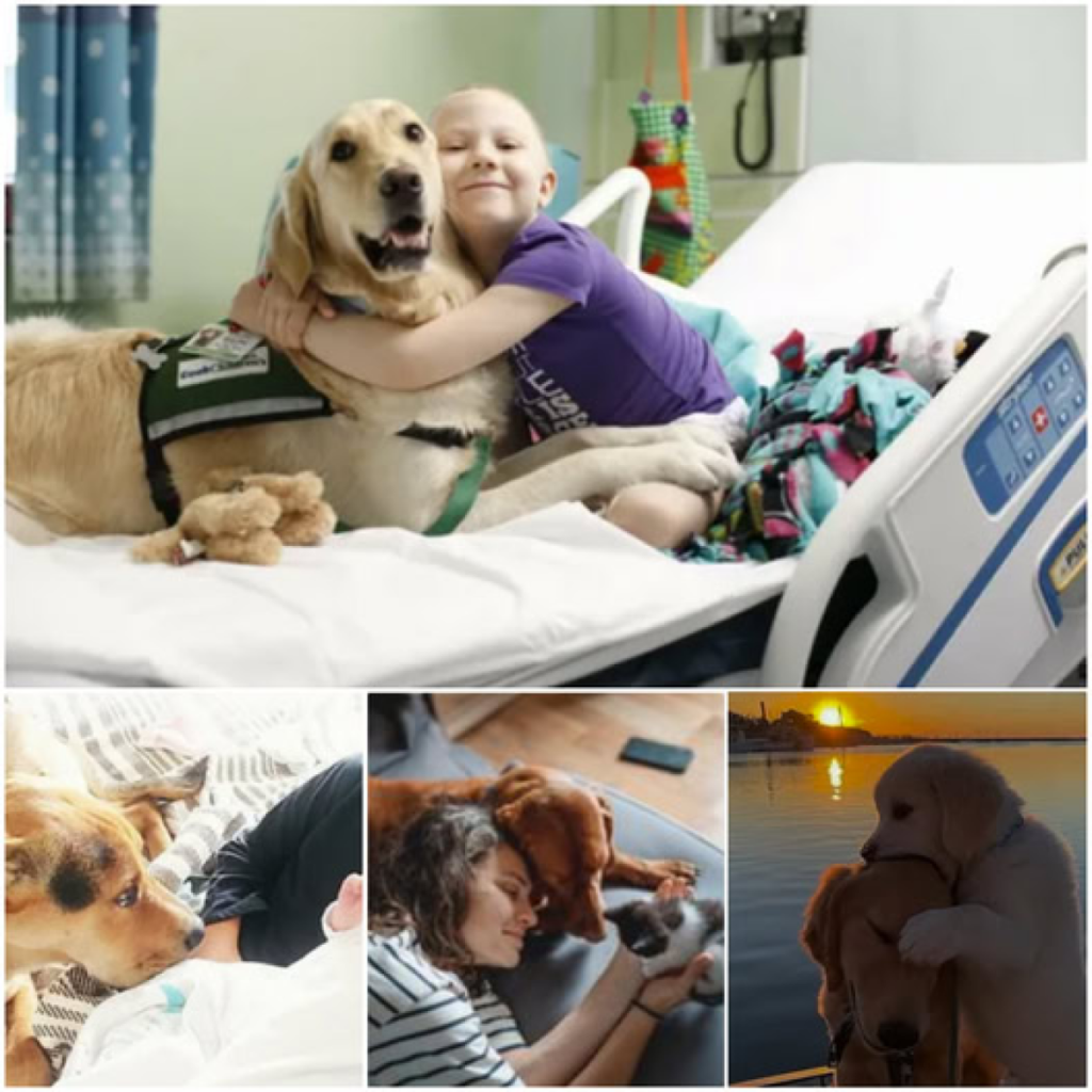 A devoted dog’s gentle care for his injured companion moves hearts around the world -ltbl
