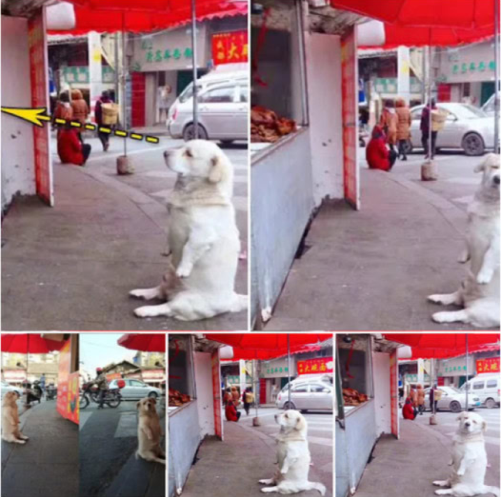 A dog captures hearts as he calmly waits by a food stall for free fried chicken, charming netizens with his adorable patience -ltbl