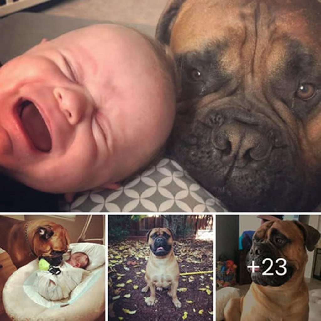 A fluffy puppy brings warm comfort to the baby with its favorite toy. ‎-dtht