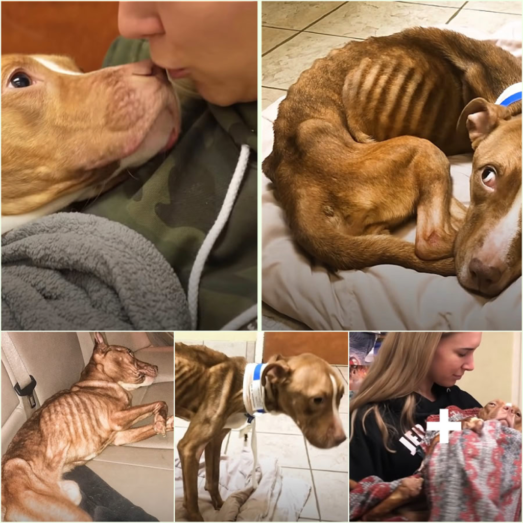 A frail 17-pound pit bull, once all skin and bones, finally experiences the warmth of cuddles and the joy of a satisfied stomach-pvth