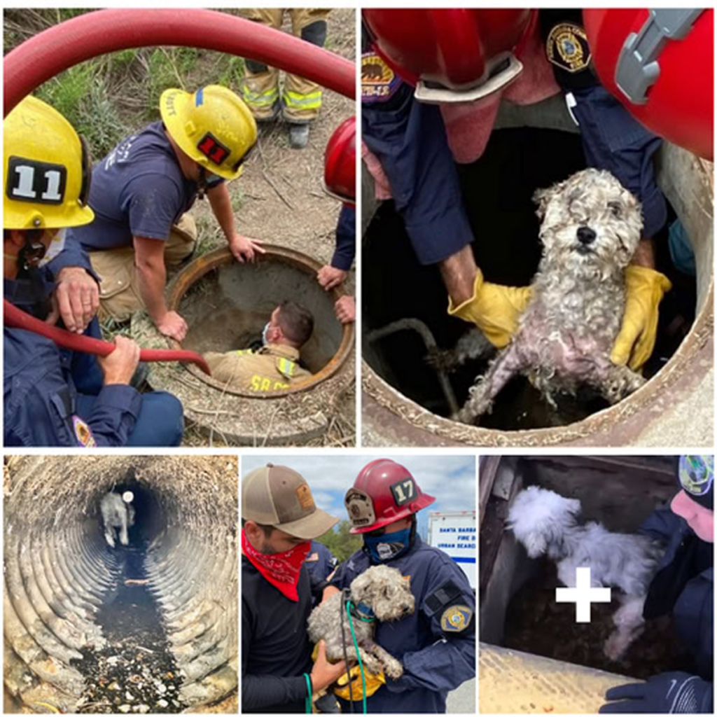 A frightened dog endures three days trapped in a storm drain, leading rescuers to act swiftly and with determination to bring her to safety. -dtht