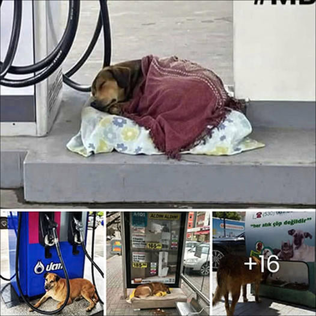 A gas station employee turns into a hero after rescuing a lost dog in the U.S.dvh