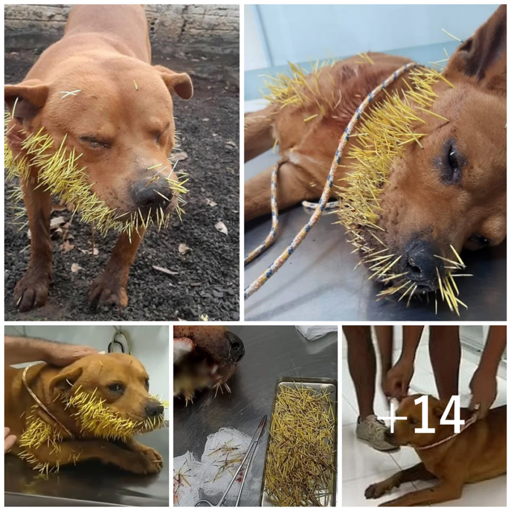 A gut-wrenching moment unfolds as a beloved dog cries out in agony, struggling with countless thorns painfully lodged in its mouth-pvth