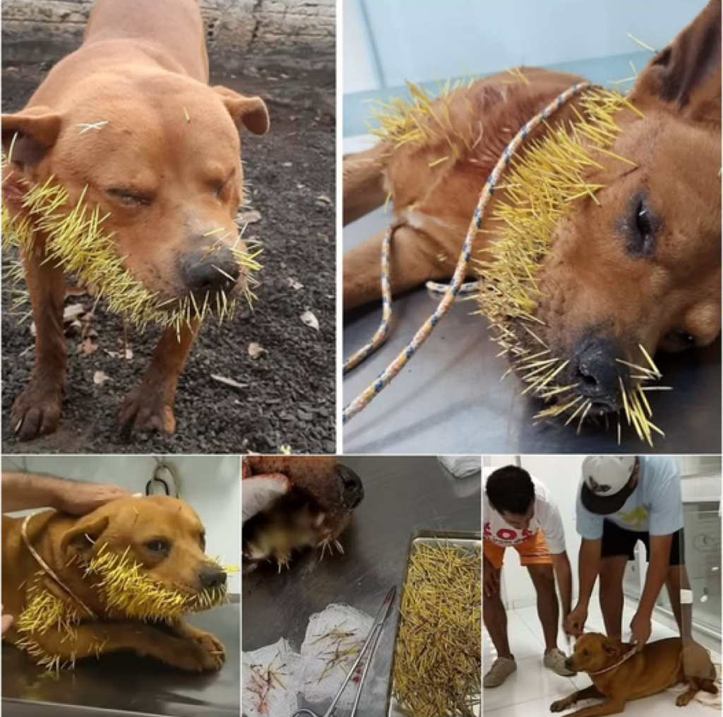 A heartbreaking scene unfolds as a cherished dog cries out in pain, its mouth caught in a cruel tangle of sharp thorns -ltbl