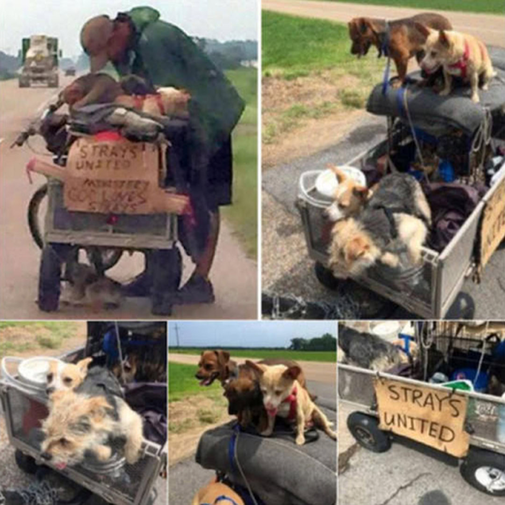 A homeless man finds new purpose by rescuing stray dogs, transforming his hardships into a powerful story of kindness, resilience, and unconditional love-pvth